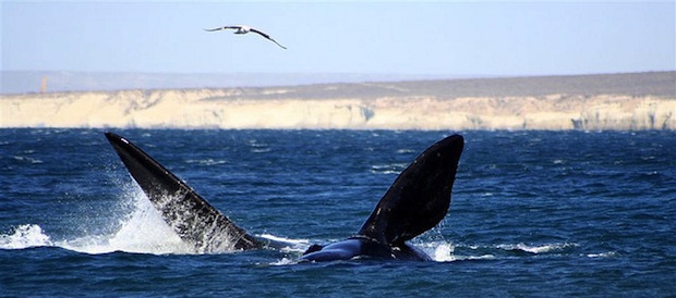 baleia puerto madryn argentina