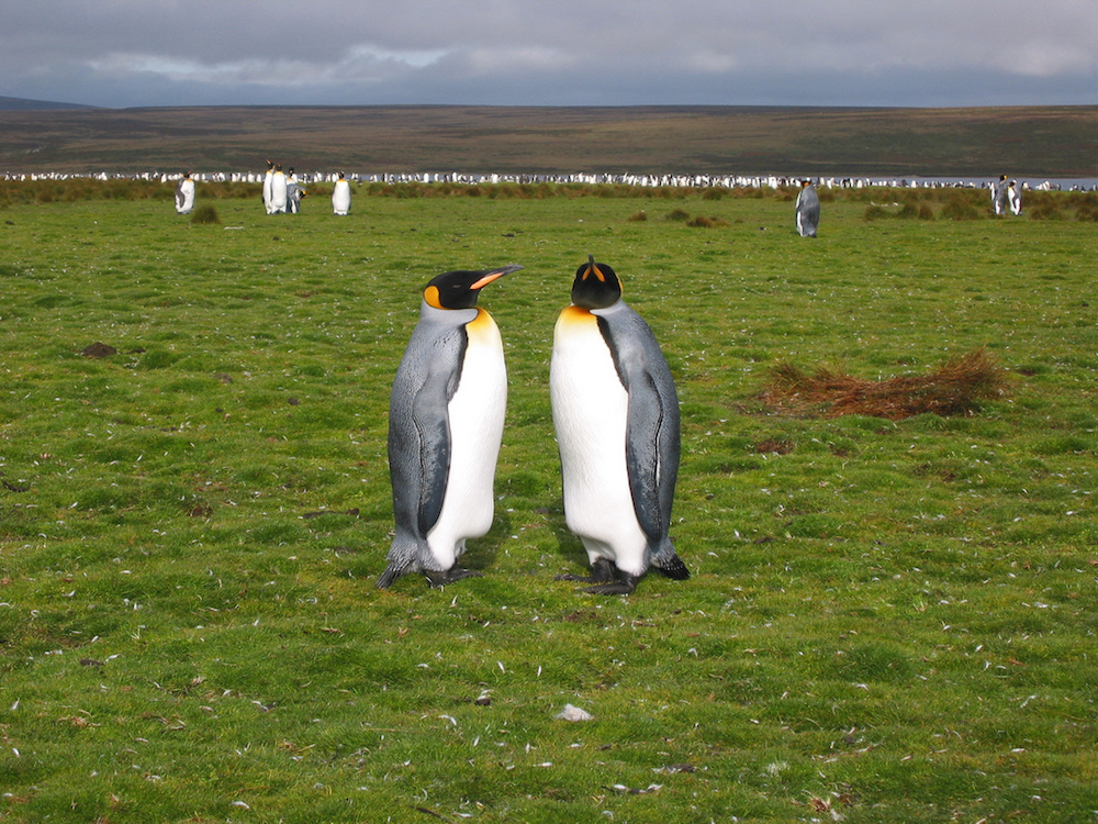 pinguins patagonia argentina