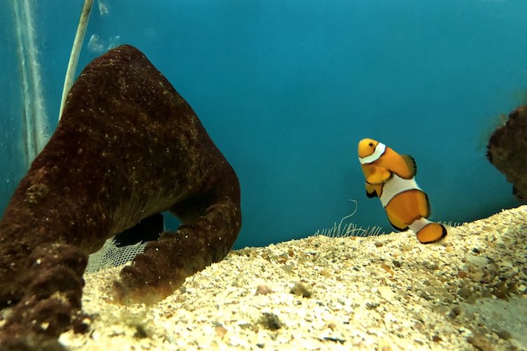Amphiprion ocellaris, o Peixe-Palhação, como o Nemo do filme.