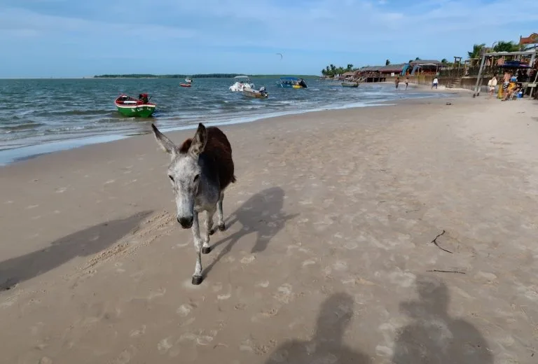 Viagem para Atins: tudo sobre a praia dos Lençóis Maranhenses